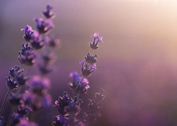 Vaporisateur - Lavande Pure – Image 2