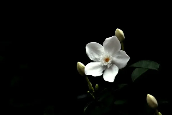 Vaporisateur - Jasmin Blanc Éternel – Image 2